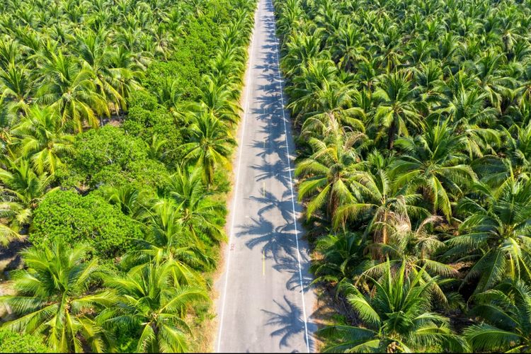 Tak Produktif 25 Tahun, Bekas Lahan Kelapa Sawit di Papua Ini Disulap Jadi Area ‘Food Estate’ Seluas 500 Hektar