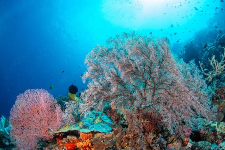 Gelontorkan Rp96 Miliar, KSPN Wakatobi di Sulawesi Tenggara Ini Punya 4 Destinasi Wisata Cantik, Bakal Dilanjut ke Tahap II