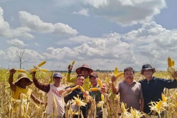 Disebut Tutupi Mangkraknya Proyek Kebun Singkong, Food Estate Rp54 Miliar di Gunung Mas Kalimantan Tengah Hasilkan 6,5 Ton Jagung Per Ha