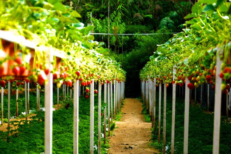 Mekarkan Aset Rp14 T, PT Intiland Development (DILD) Gaet Emiten Korea Selatan Buat Sulap Aset Nganggur Jadi Lahan Pertanian Berbasis Teknologi AI