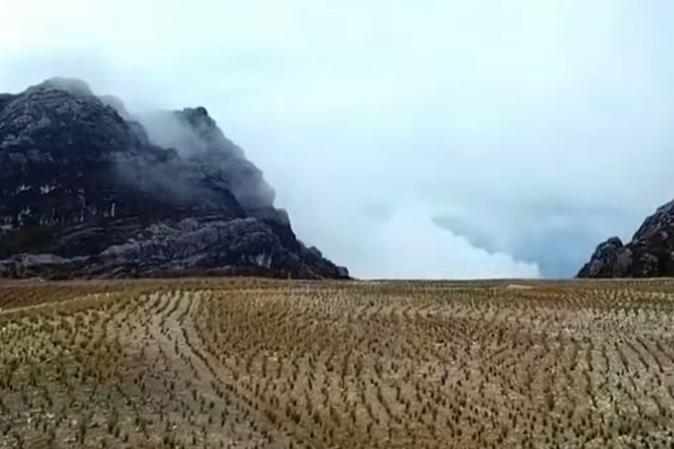 Reklamasi 2023 Capai 507 Ha, PT Freeport Indonesia Hijaukan Kawasan Tambang Terbuka di Mimika dengan Rumput Endemik Grasberg, Apa Namanya?