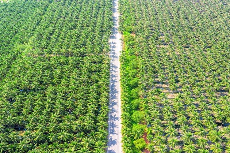 25 Tahun Tak Produksi, Eks Lahan Sawit Seluas 500 Ha di Papua Ini Disulap PUPR Jadi Proyek Lumbung Pangan Negara