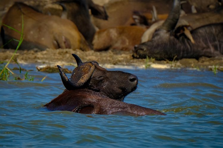 Tonjolkan Eksotisme Hulu Sungai Utara, Pemprov Kalimantan Selatan Rela Korek APBD Rp1,57 M Guna Lejitkan Wisata Kerbau Rawa hingga ke Mancanegara