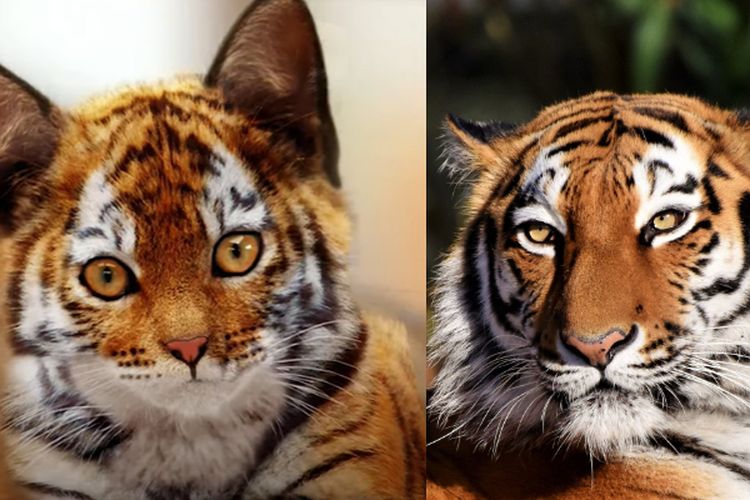 Mengenal Kucing Toyger, Tampilan Persis Harimau hingga Dijuluki Sang Miniatur Raja Hutan, Punya Sifat Serupa?