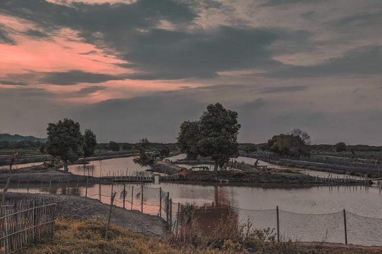 Kucurkan Dana Rp76,6 Miliar, Tambak Udang Seluas 80 Ha di Karawang Jawa Barat Dimodifikasi