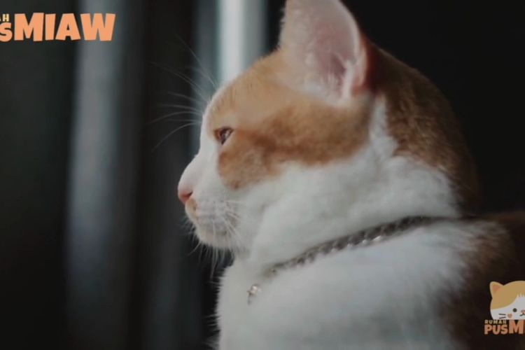 Banyak yang Belum Tahu! Intip 10 Fakta Unik tentang Kucing Oren Putih, Salah Satu Jenis yang Langka?