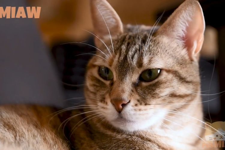 Kamu Harus Tau! Ini 10 Penyebab Kucing Mengeong Terus Menerus, Benarkah Jadi Pertanda Buruk?