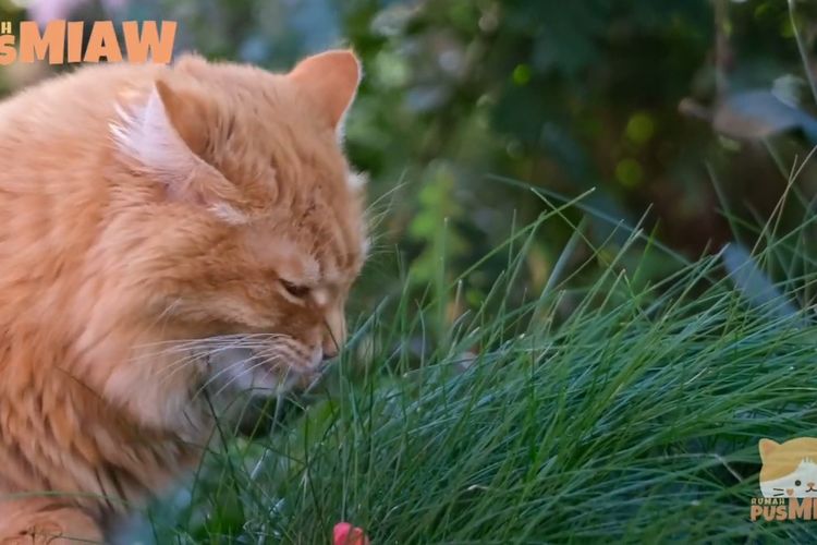 Jangan Panik! Inilah 5 Alasan Kenapa Kucing Memakan Rumput, Bagus untuk Kesehatan?