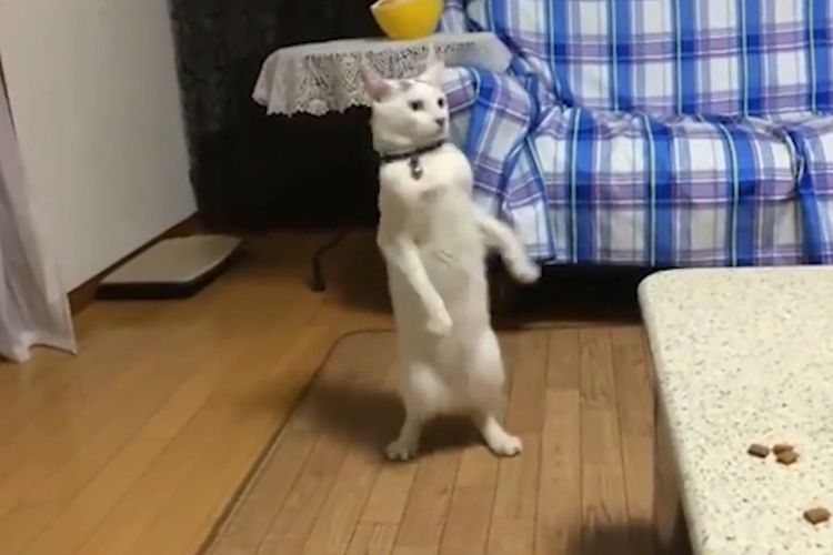Dijamin Berhasil, Inilah 5 Rahasia Cara Melatih Kucing agar Bisa Berdiri dengan Dua Kaki