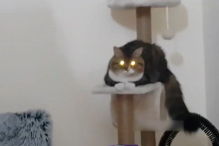 Menakutkan tapi Terjadi, Ini Beberapa Alasan Mata Kucing Menyala pada Saat Gelap