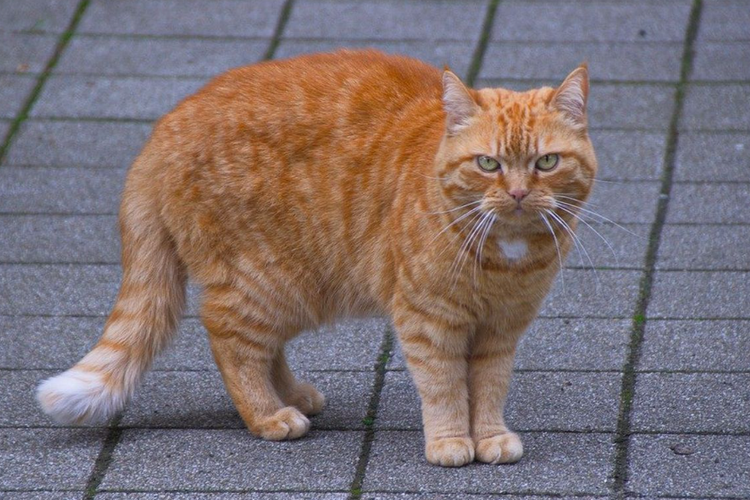 Perilaku Seperti Preman, Berikut 6 Fakta Unik Kucing Oren