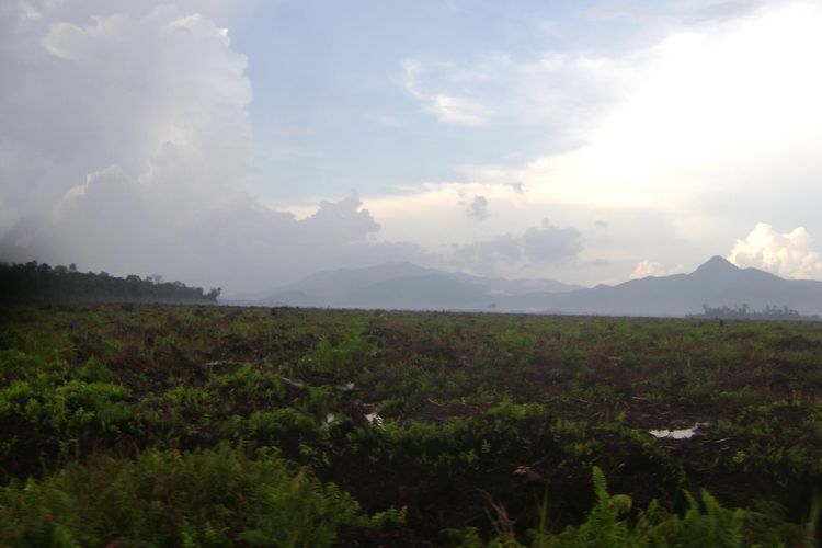 Lahan 1,45 Juta Hektar Mubadzir, Soeharto Ternyata Pernah Punya Proyek Ambisius di Kalimantan Tengah yang Gagal