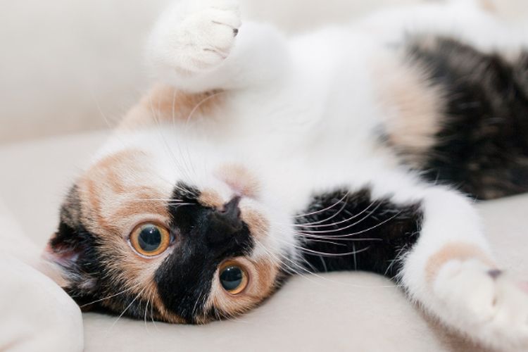 Sangat Langka, Terkuak Penyebab Ilmiah Kucing Belang Tiga (Calico) Jantan Sangat Jarang Ditemukan