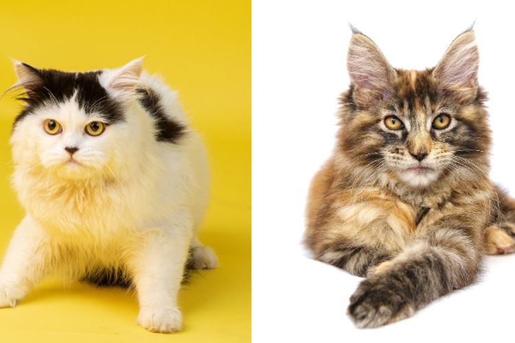 Hati-hati Terjerumus Cinta Terlarang! 2 Ras Kucing ini Tidak Boleh Kawin Karena Bisa Sebabkan Penyakit Bawaan