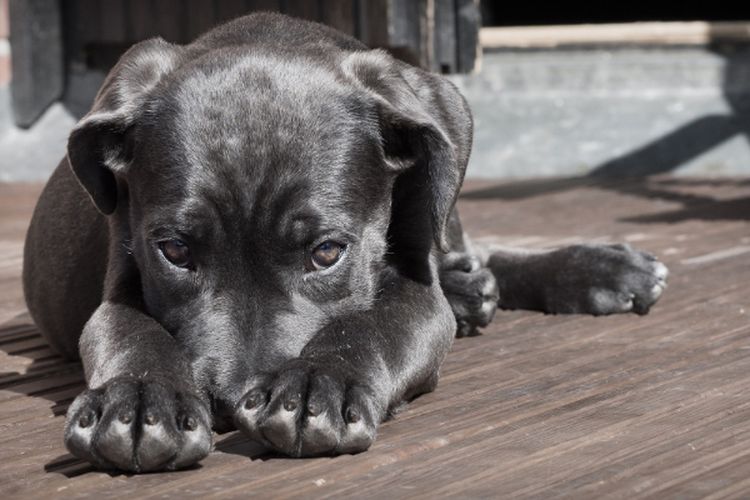 Hewan Juga Bisa Alami PTSD, Bagaimana Cara Membantu Pulihkan Anjing yang Trauma?