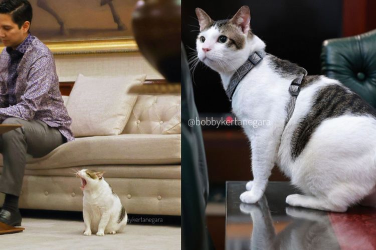 Prabowo Unggul Quick Count, Bobby Kertanegara Diusung Netizen Jadi Presiden Kucing Indonesia, Jajaran Selebcing Masuk Kabinet 2024-2029