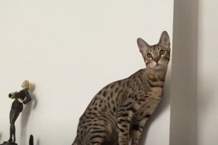 Dinobatkan Jadi Kucing Terpanjang di Dunia, Ras Savannah Punya Tampilan Unik Dengan Harga Adopsi Paling Elit Hingga Rp549 Juta!