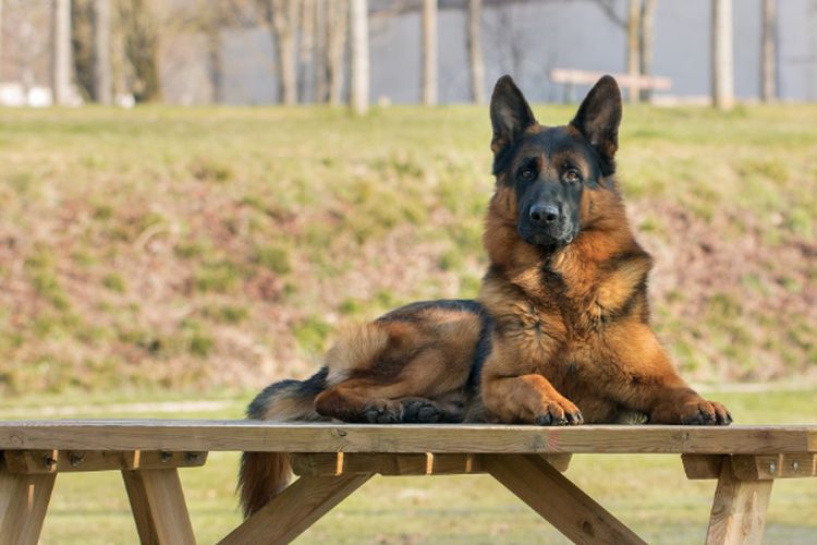 Ada Yang Berperan Jadi Penagih Pajak, Inilah 5 Ras Anjing Penjaga Terbaik di Dunia, Ada Peliharaanmu?