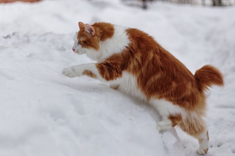 Bukan Karena Putus, 5 Ras Kucing Bobtail Ini Memang Memiliki Ekor Pendek Sejak Lahir