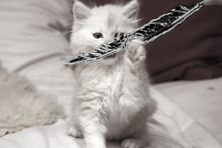 Butuh Perlakuan Khusus, Inilah Tips Merawat Anak Kucing Maine Coon Yang Baru Lahir Untuk Pemula