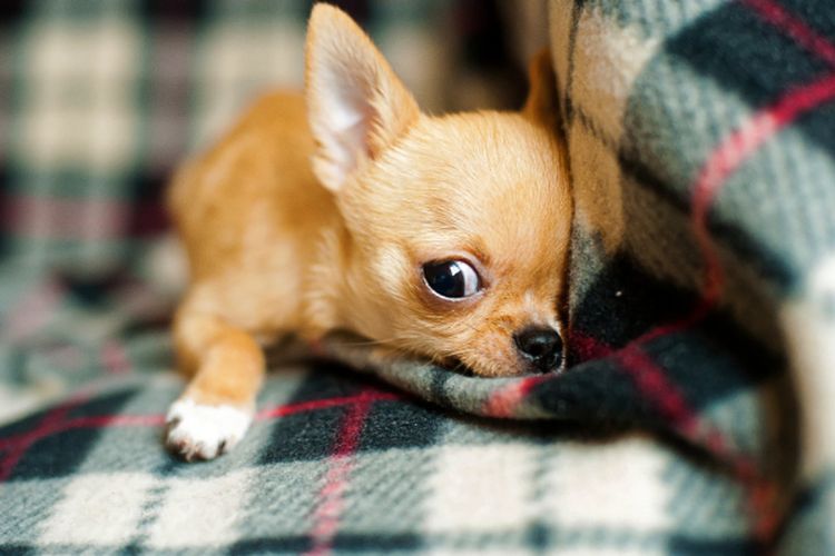 Kenali 5 Hewan Ras Anjing Terkecil di Dunia, Benarkah Ada yang Mungil Seukuran Jari?