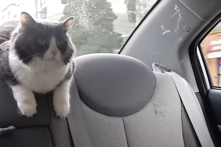 Bisa Sebabkan Stres, Aktivitas ini Ternyata Paling Dibenci Kucing Tetapi Banyak Tidak Disadari Pemiliknya