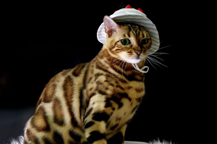 Berniat Pelihara Kucing Bengal? Pahami Dulu Cara Merawat si Hewan Eksotis Ini Agar Tumbuh Sehat dan Lincah