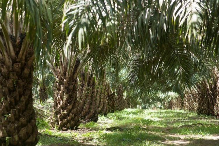 Raup Laba Rp504,33 Miliar, Perusahaan Sawit Berbasis di Kalimantan Timur Ini Gunakan Teknologi Tepat Guna Demi Efisiensi Biaya Operasional, Apa Saja?