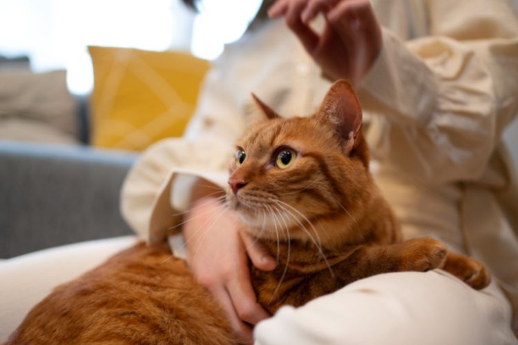 Punya Maksud Khusus yang Jarang Dipahami, Inilah 5 Alasan Kucing Suka Memijat Pemiliknya
