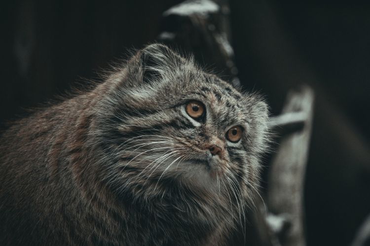 Mengenal Kucing Pallas, Spesies Langka Stepa Asia Berbadan Gempal yang Lucu Tapi Berbahaya