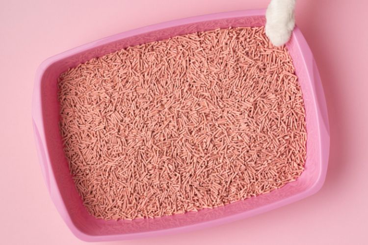 Jadi Boros Gegara Pelihara Anabul? Ini Dia Tips Menghemat Pasir Kucing Biar Awet