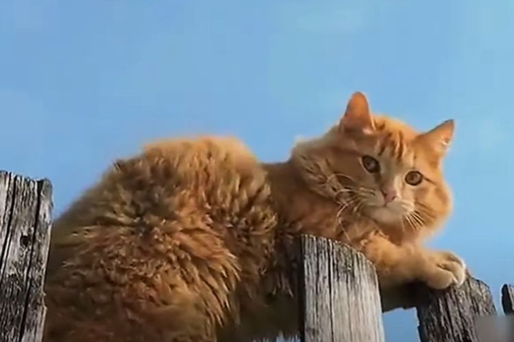 Ingin Adopsi Anabul? Intip 3 Cara Merawat Kucing untuk Pemula Agar Hewan Peliharaan Sehat dan Ceria