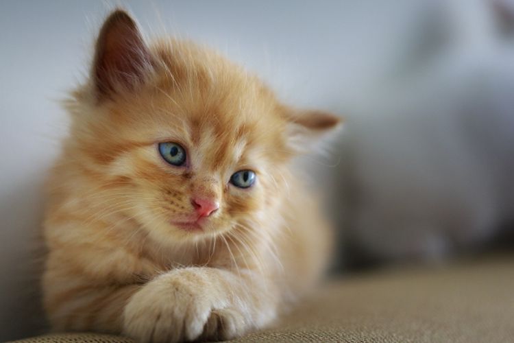 Ringan Tetapi Berakibat Fatal! Ini Dia 5 Kesalahan Terbesar Merawat Kucing yang Harus Dirubah di 2024