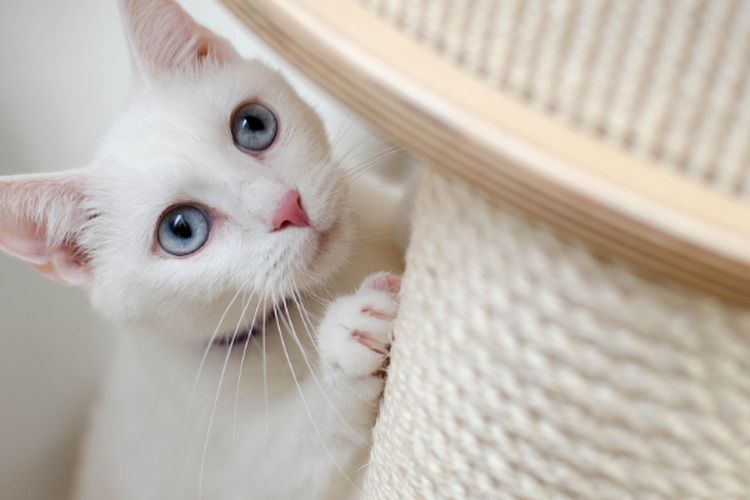 Baru Pertama Kali Adopsi Kucing? Ini Dia 10 List Perlengkapan yang Wajib Dibeli Selama Merawat Hewan Peliharaan