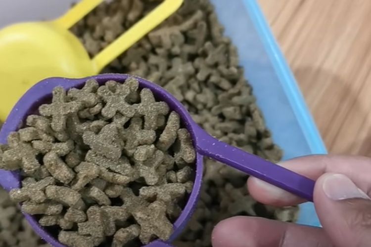 Mau Kucing Domestik Rasa BSH? Segini Takaran Makanan Hewan Peliharaan Yang Tepat Biar Anabul Makin Gembul dan Sehat