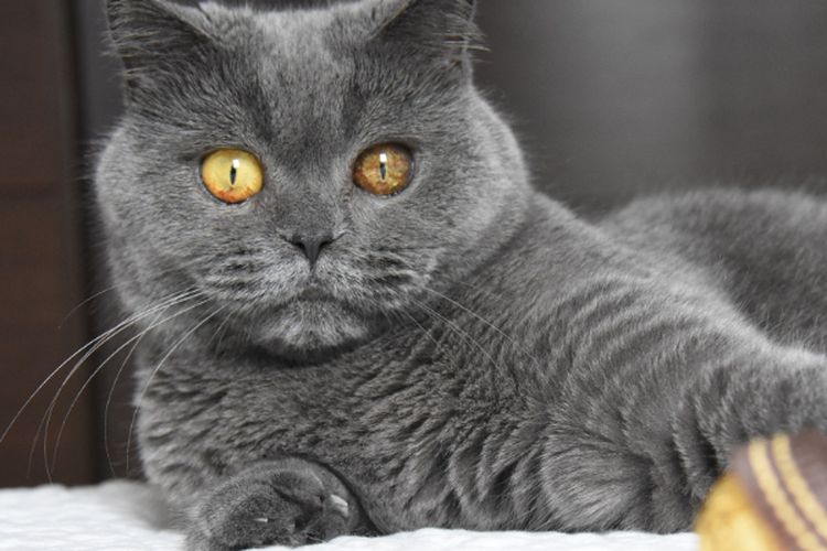 9 Kucing Termahal di Dunia, Ada yang Punya Harga Elit Setara Rumah Mewah di Jaksel!