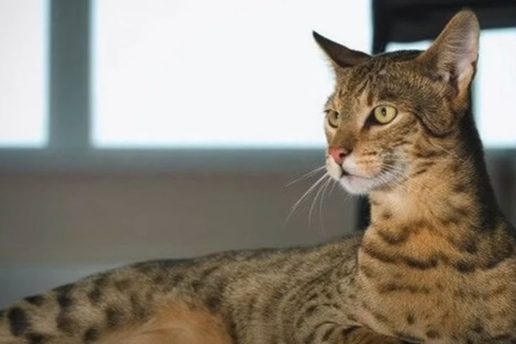 Agar Tumbuh Sehat dan Kuat, Ini Tips Rawat Kucing dengan Baik dan Benar Bagi Pemula!