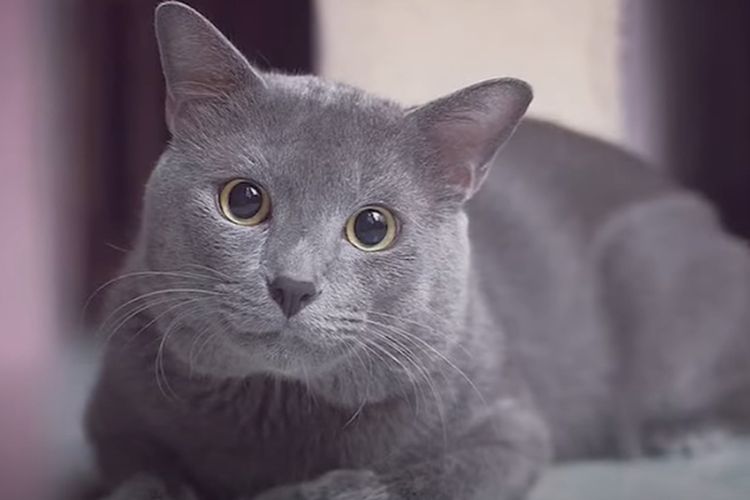 Simpel dan Sederhana, Bongkar Rahasia Kucing Gembul dan Sehat, Ternyata Cukup Berikan Ramuan 2 Bahan Ini di Rumah