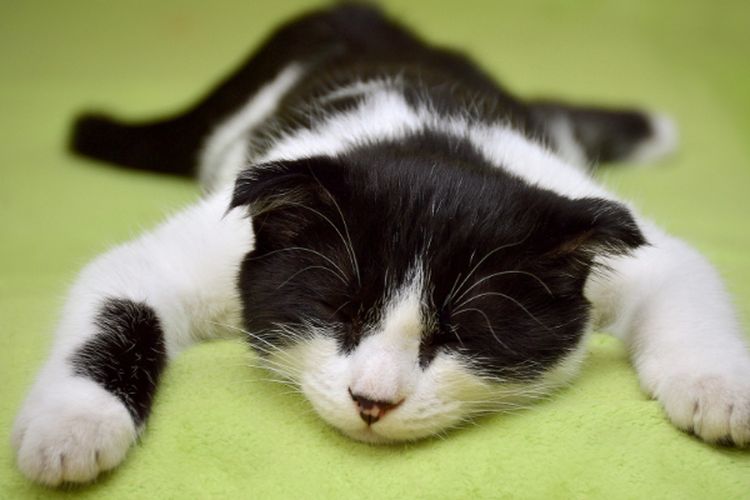 Cat Lovers Wajib Tahu! Kucing Juga Bisa Alergi Dengan Manusia, Ternyata Ini Faktor Pemicunya Yang Perlu Dihindari