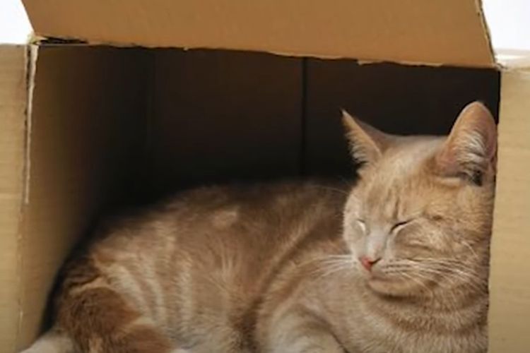 Kenali Suasana Hati Peliharaanmu, Inilah 5 Posisi Tidur Kucing Beserta Artinya yang Perlu Kamu Ketahui, Ternyata Ada Maknanya