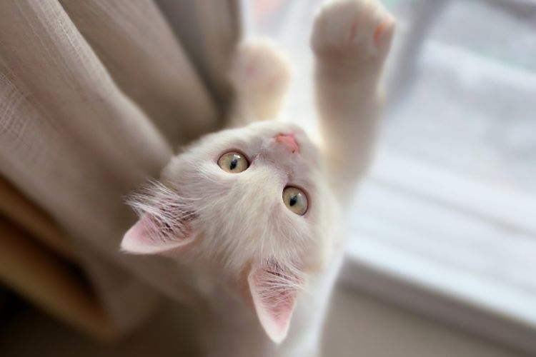 Awas! Kucing Bisa Stres Lho, Begini Ciri-ciri dan Cara Mengatasinya