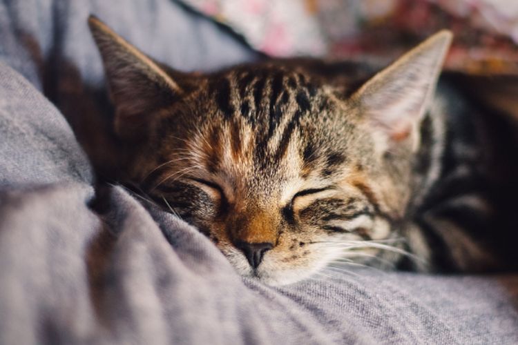 Dianggap Sebagai Induk, Ternyata Inilah Cara Kucing Memilih Siapa Pemilik Favoritnya, Apakah Kamu Termasuk?