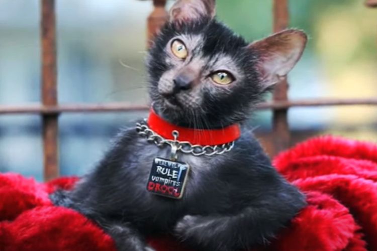 Berjuluk Kucing Serigala, Inilah Lykoi Cat si Hewan Ras Terbaru Hasil Mutasi Genetik Alami