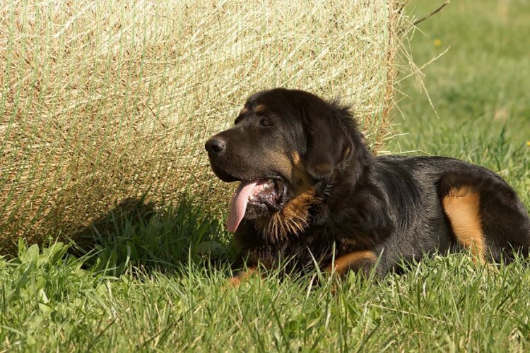 Anjing Termahal di Dunia, Inilah Ras Tibetan Mastiff si Hewan Peliharaan Raksasa Asal Tibet, Benarkah Galak dan Buas?
