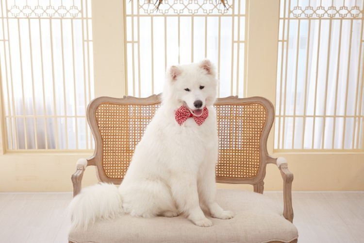Mengenal Anjing Ras Samoyed, si Hewan Asli Kutub Utara yang Tak Cocok Jadi Hewan Penjaga Karena Punya Sifat Ini