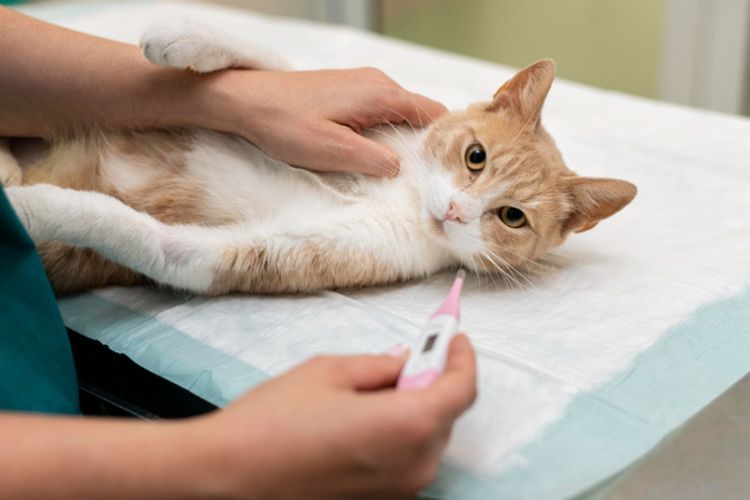 Disiapkan Sejak Jauh Hari, Begini Persiapan Steril Kucing Betina yang Perlu Diperhatikan Pemilik Anabul