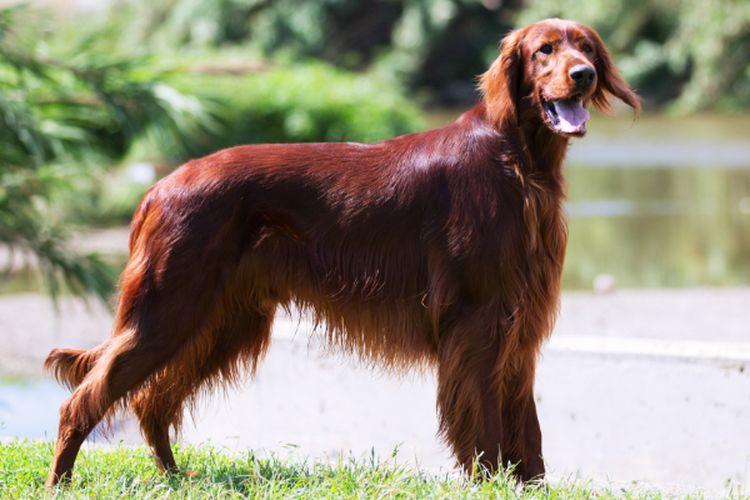 Dikenal Anggun dan Pintar, Ras Irish Setter Asal Irlandia Ini Dinobatkan Jadi Anjing Tercantik di Dunia