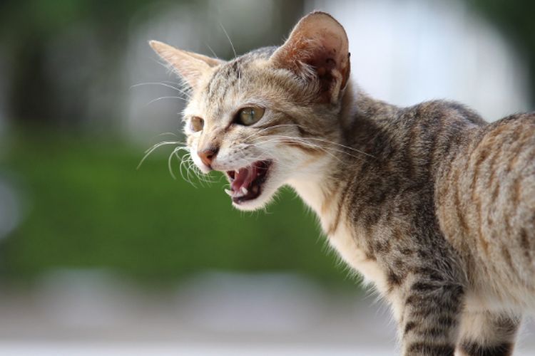 Belum Tentu Kucing Marah, Ada Pesan Khusus di Balik 5 Bahasa Meong yang Wajib Dipahami Cat Lovers