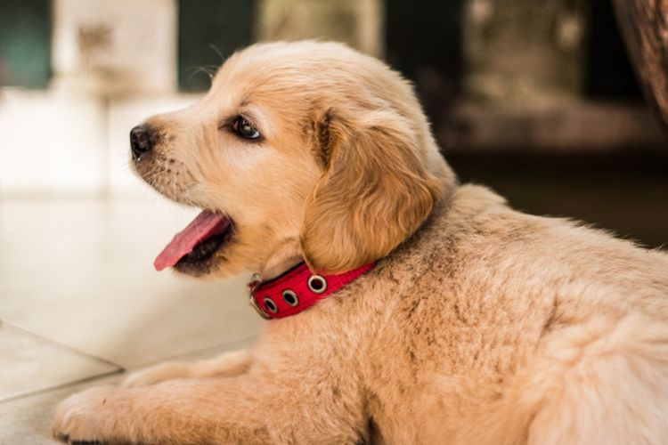 Mudah Dilatih dan Perawatannya Anti Ribet, Ini Dia 5 Jenis Anjing Terbaik yang Cocok Dipelihara Pemula