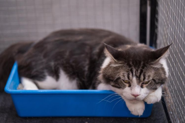 Kucing Masih Suka Pup dan Pipis Sembarangan? Berikut Tips Melatih Hewan Peliharaan Buang Air di Bak Pasir